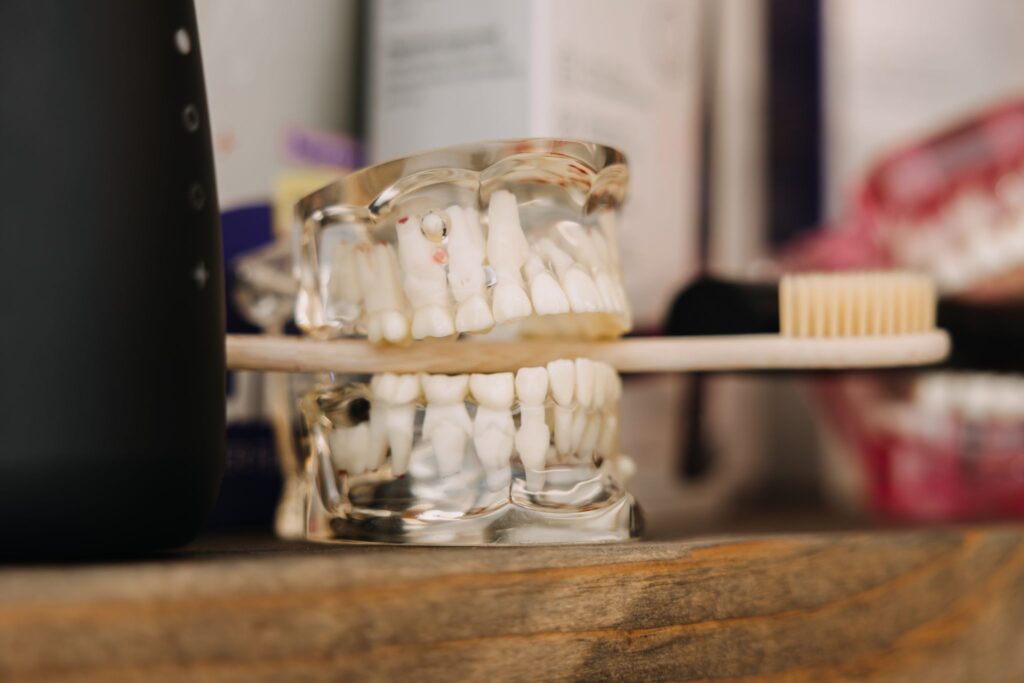 Dental model demonstrating oral health and whole-body dentistry concepts